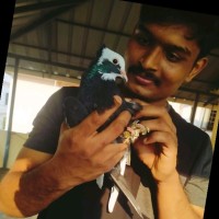 Arif N.A