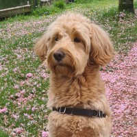 Cooper de Kantoorhond