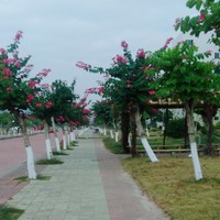 李月菊