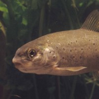 Vertebrata Zaštita
