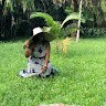 Shereika A. Hayles