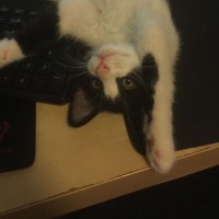 Kitty Al