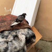 Anna Chiara Gualtieri