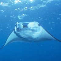 Bali Diving Academy