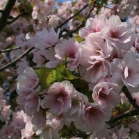 Esperanza Vizcaíno Yáñez