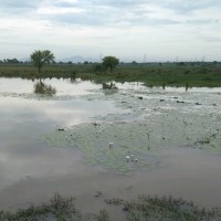 Govardhan K