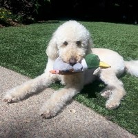 Doubletree Pet Resort