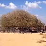 moh safei