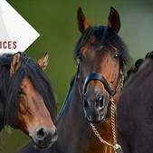Stallion Ai Services