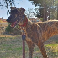 Albano Ariel Calvo Pelaéz