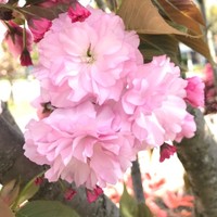 孙赵丽