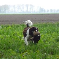 Corné Pruijsen