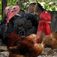 Biswas Farm (Bangladesh)