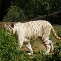 Mythili Ramraj