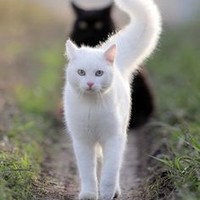 LUIS JESUS SAN GERMAN LARA