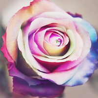 Mouza Rashed