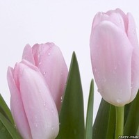 Noor M.