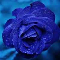 Saritha M