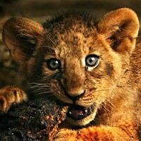 Lion Cub