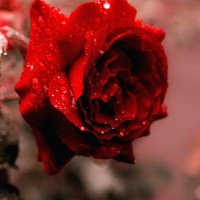 Noor Naaz