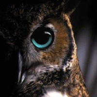 Mohammed Abdelhadi Sellami