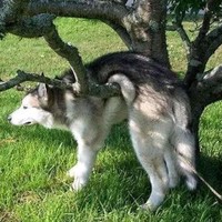 邢元龙