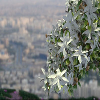 Nour Alshalabi