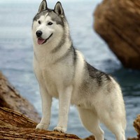 马运峰
