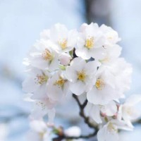 杨钰琳