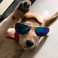 Jitu Gajera