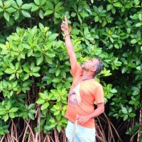 Narendran R