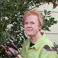 Judy Lowe