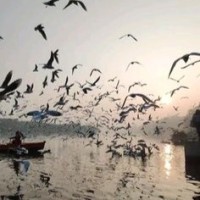 Sahad Ali