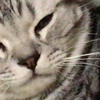 Kat Ho