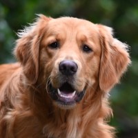 Tucker Henry