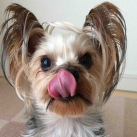 shigemori YANAGISAWA