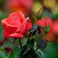 Askandar Rohi