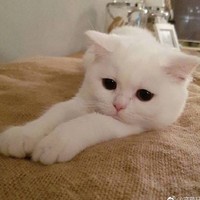 黎倩怡