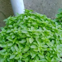 ابو النور