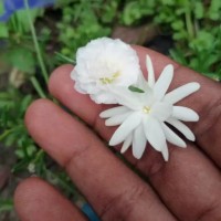 Jahangir Alom
