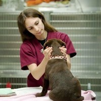 Vet Tech Salary