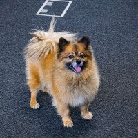 Bear Doggo