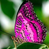 DORKA MARINA NOVA BAEZ