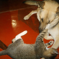 Test Tester