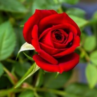 Swetha Reddy Desireddy