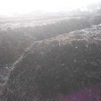 Judith López Jardinez