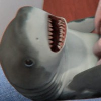baby shark