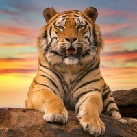 SHER KHAN