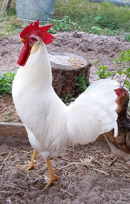 RoostersCrowin' Gunnar