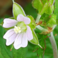 Najmuddeen Meerahussain